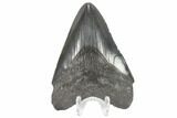Fossil Megalodon Tooth - South Carolina #86060-1